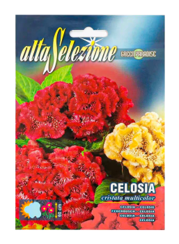 Seeds Flower Celosia Cristata Mixed AFS 312/1 Alta
