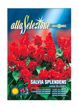 Seeds Flower Salvia Splendens Scarlet Beauty AFS 348/3 Alta